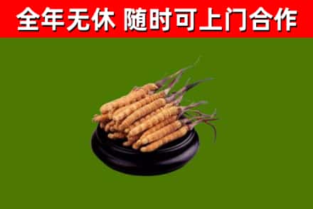 东阳回收冬虫夏草